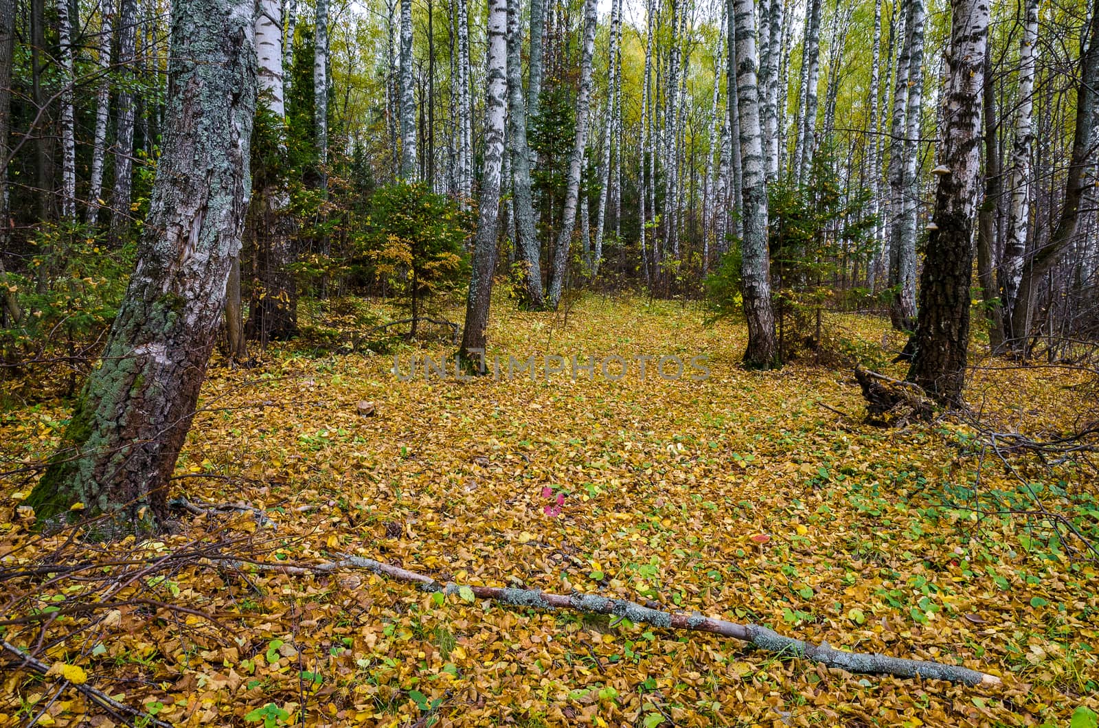 Golden autumn in the month of October in a beautiful forest