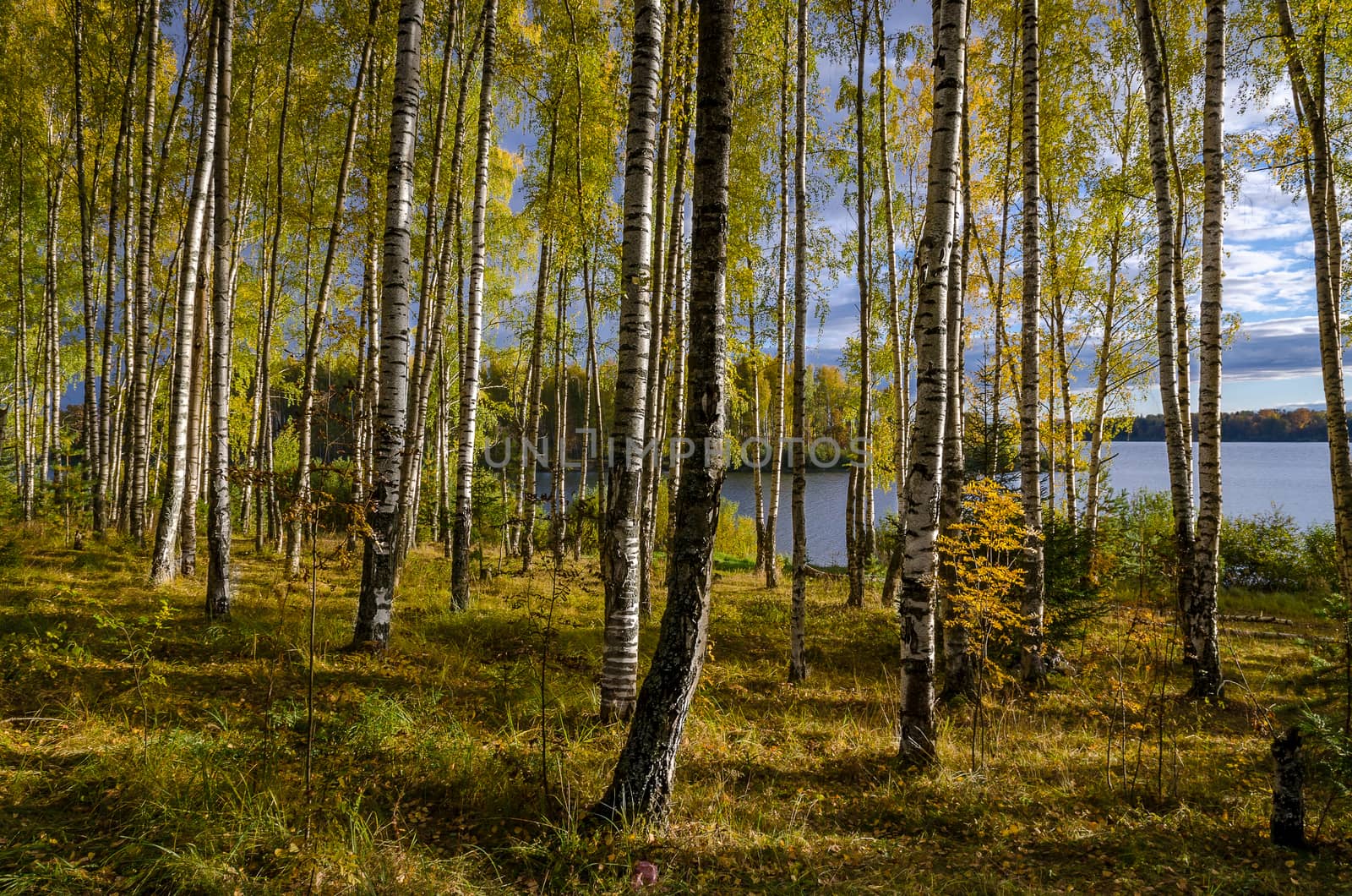 Golden autumn in the month of October in a beautiful forest