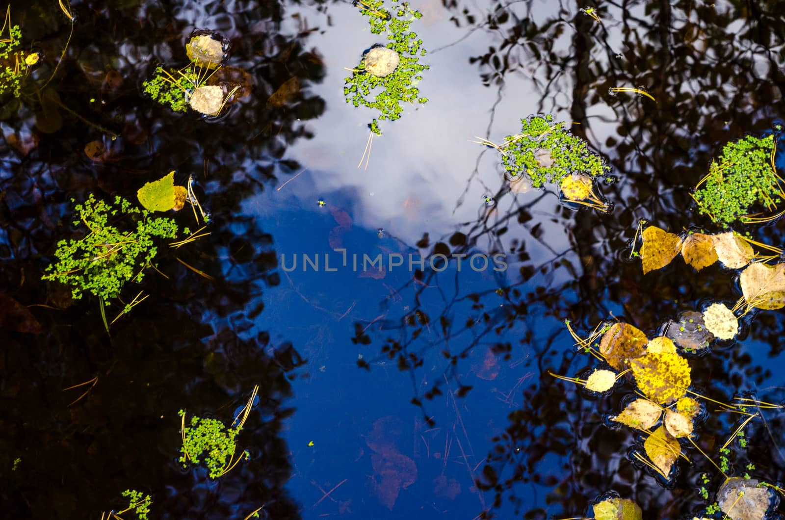Golden autumn in the month of October in a beautiful forest