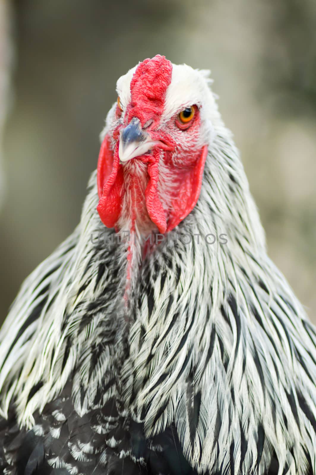 View of a cock's head in a chicken coop