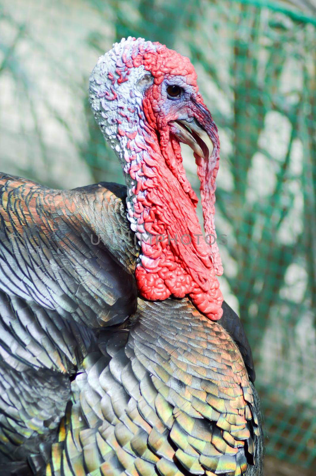 View of a turkey head in a chicken coop