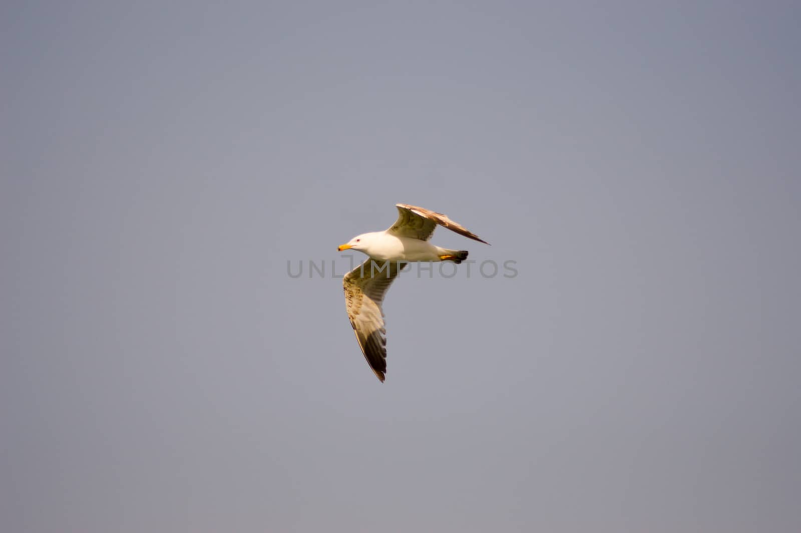 Flight of a seagull in the sky on the island of Crete