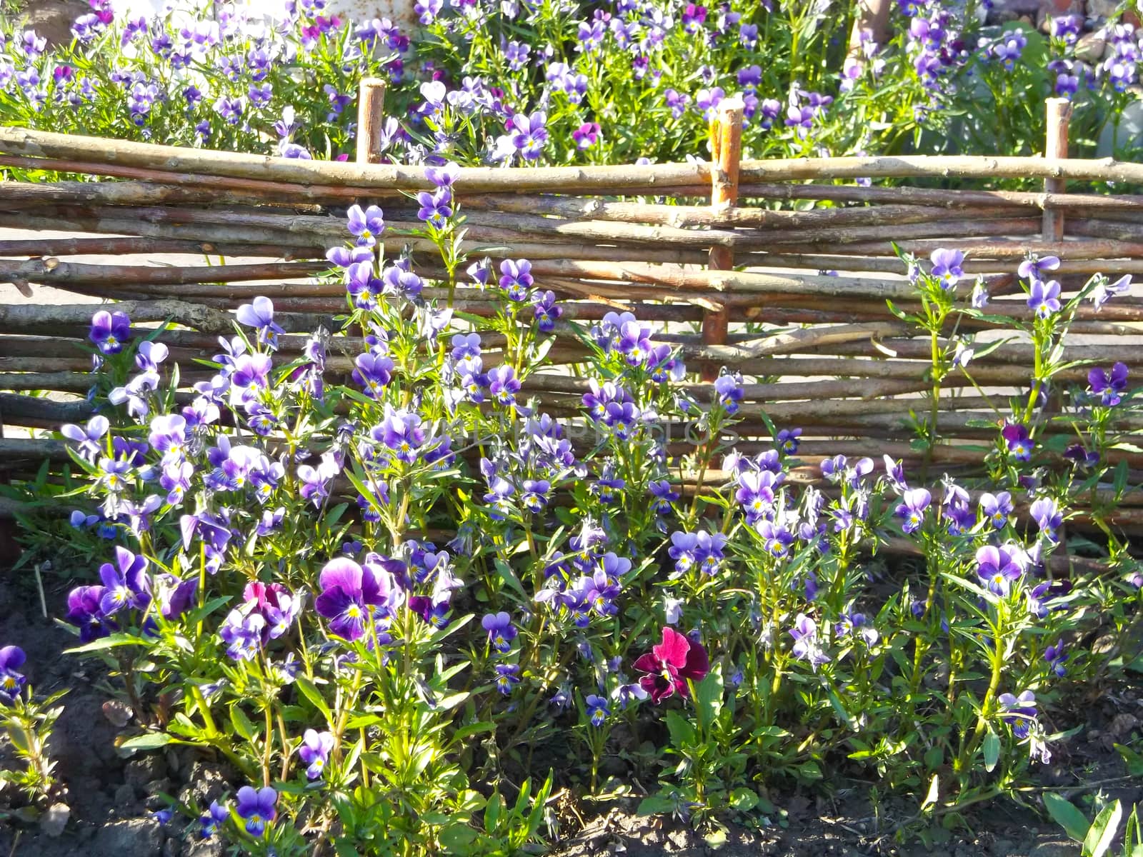 brown mold with flowers pansies and green leaves