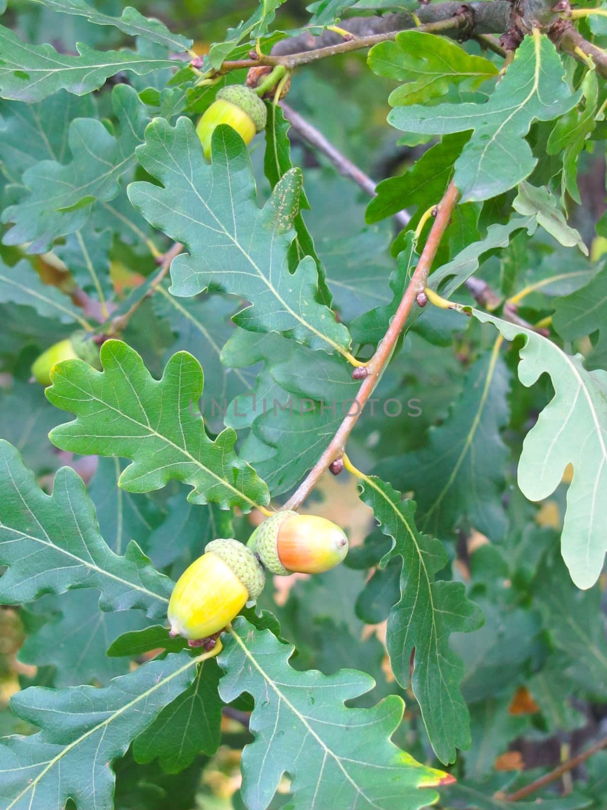 acorns on a branch by rodakm