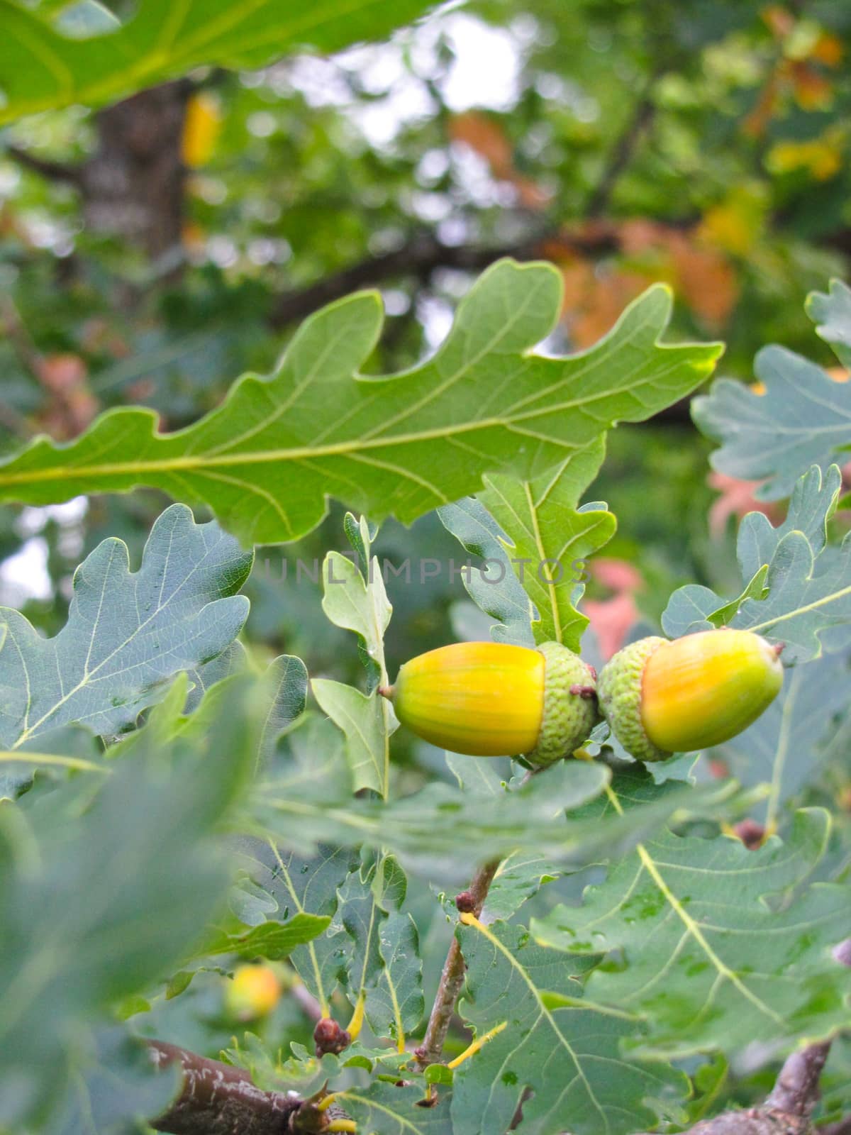 acorns on a branch by rodakm