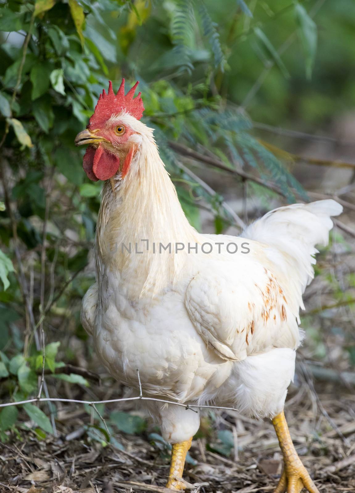 Image of white hen on nature background.