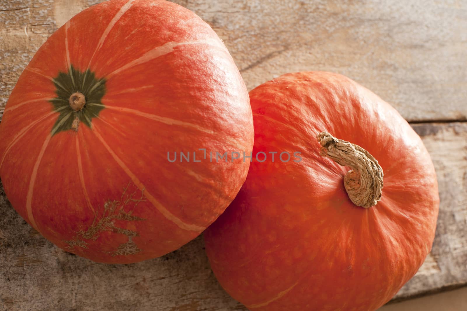 Two whole fresh raw pumpkins on rustic wood in a concept of an autumn harvest, Halloween or Thanksgiving