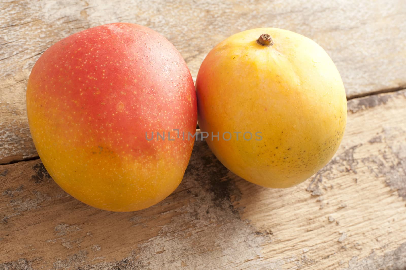 Two fresh whole sweet tropical mangoes by stockarch