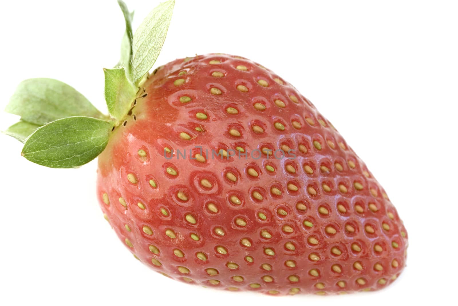 Single luscious ripe red strawberry with stalk in a close up side view showing the achenes on white