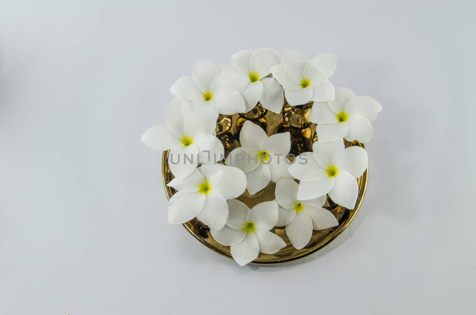 plumeria on 
golden plates white background