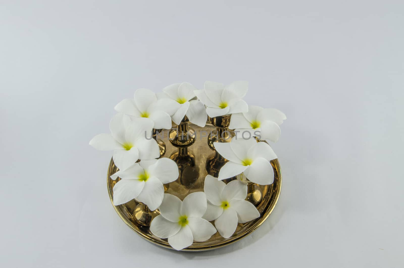 plumeria on 
golden plates white background