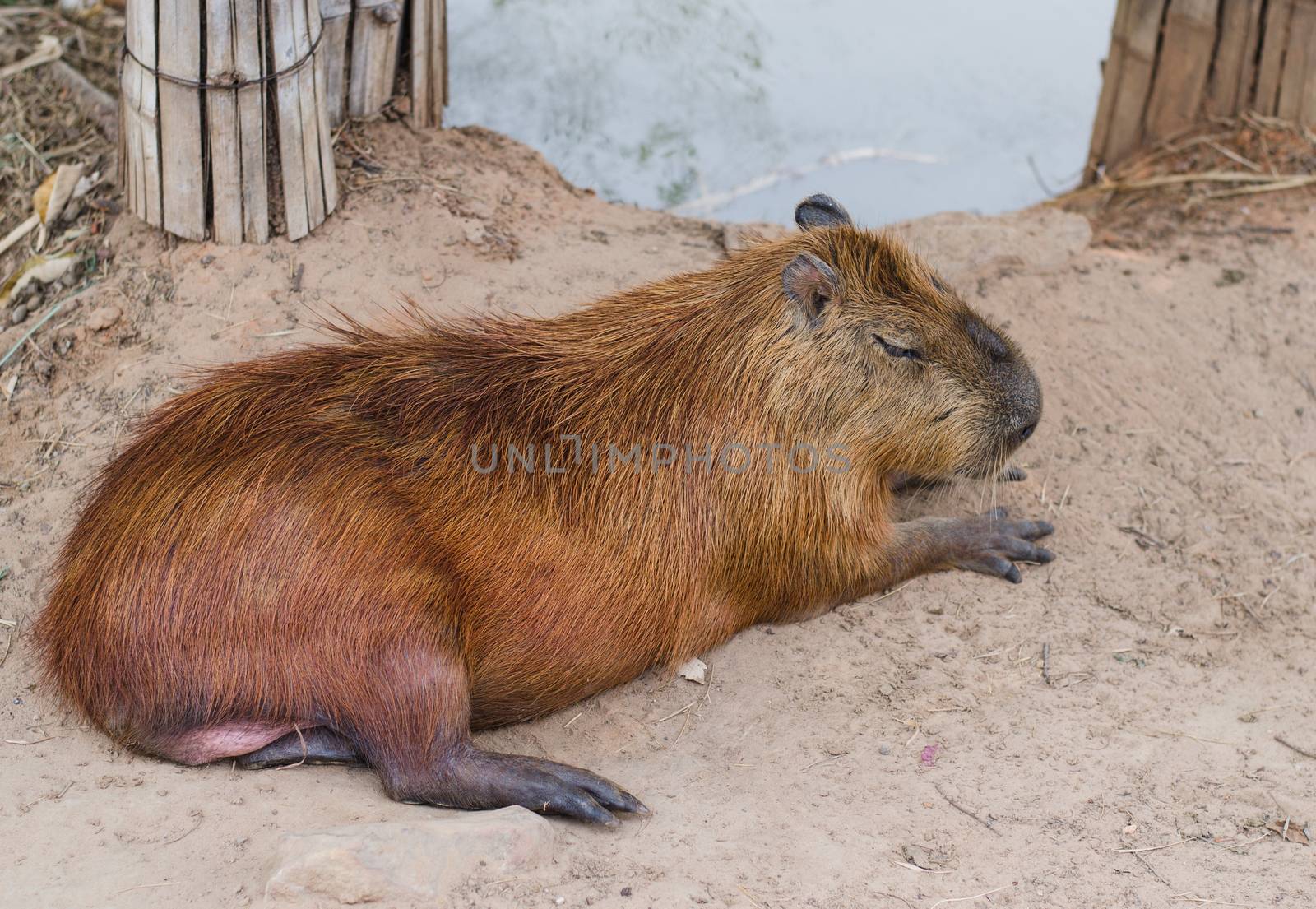 Capybara lying close on ground by metal22