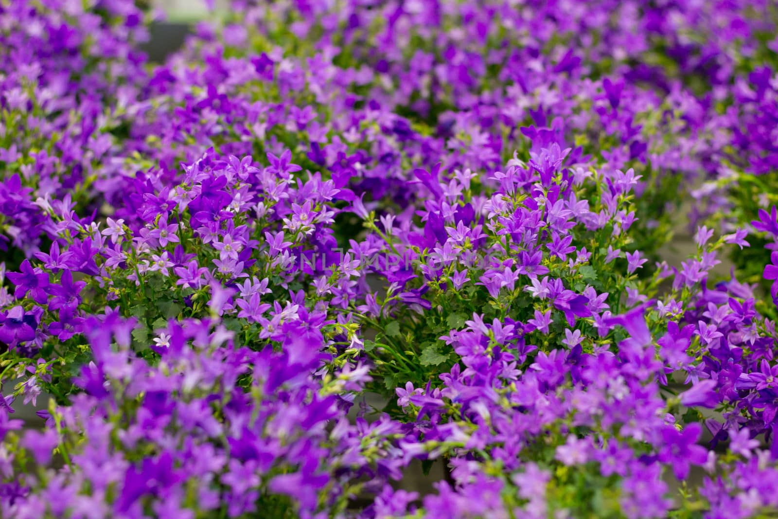 Floral background of purple flowers in bokeh
