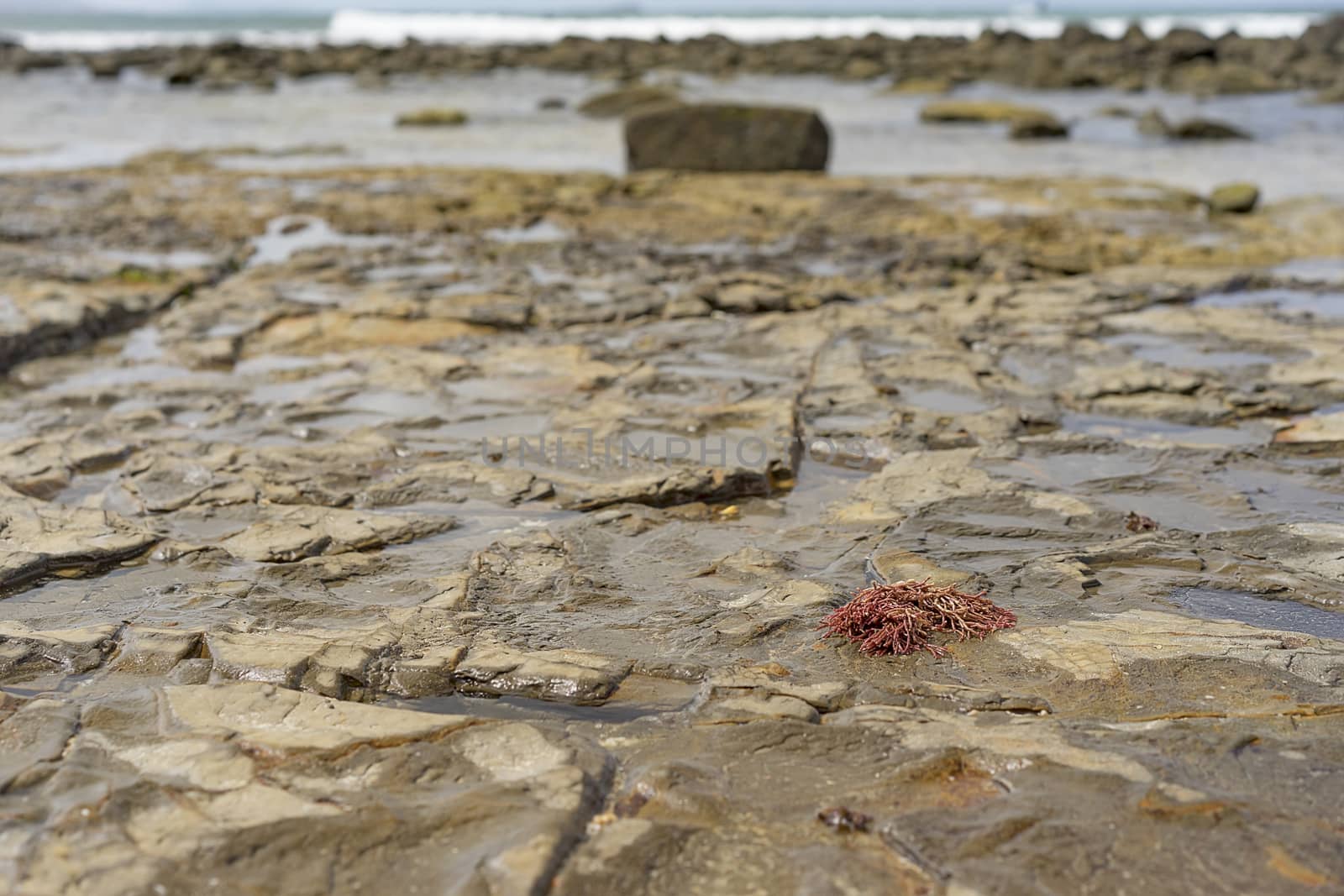 Low tide on rocky foreshore by sherj