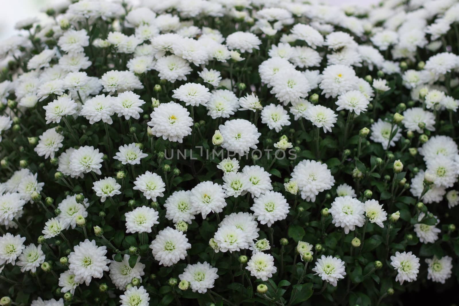 Flora background of white flowering bush in blossom