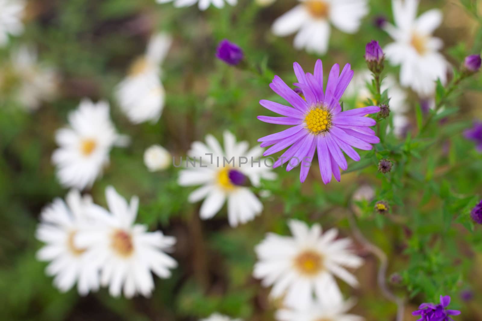 Flora background of white and purple chamomile flowers