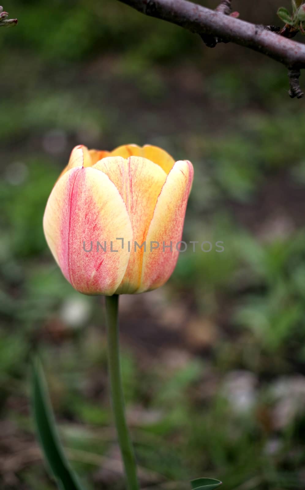 young red Tulip yellow in the garden selective focus, closeup