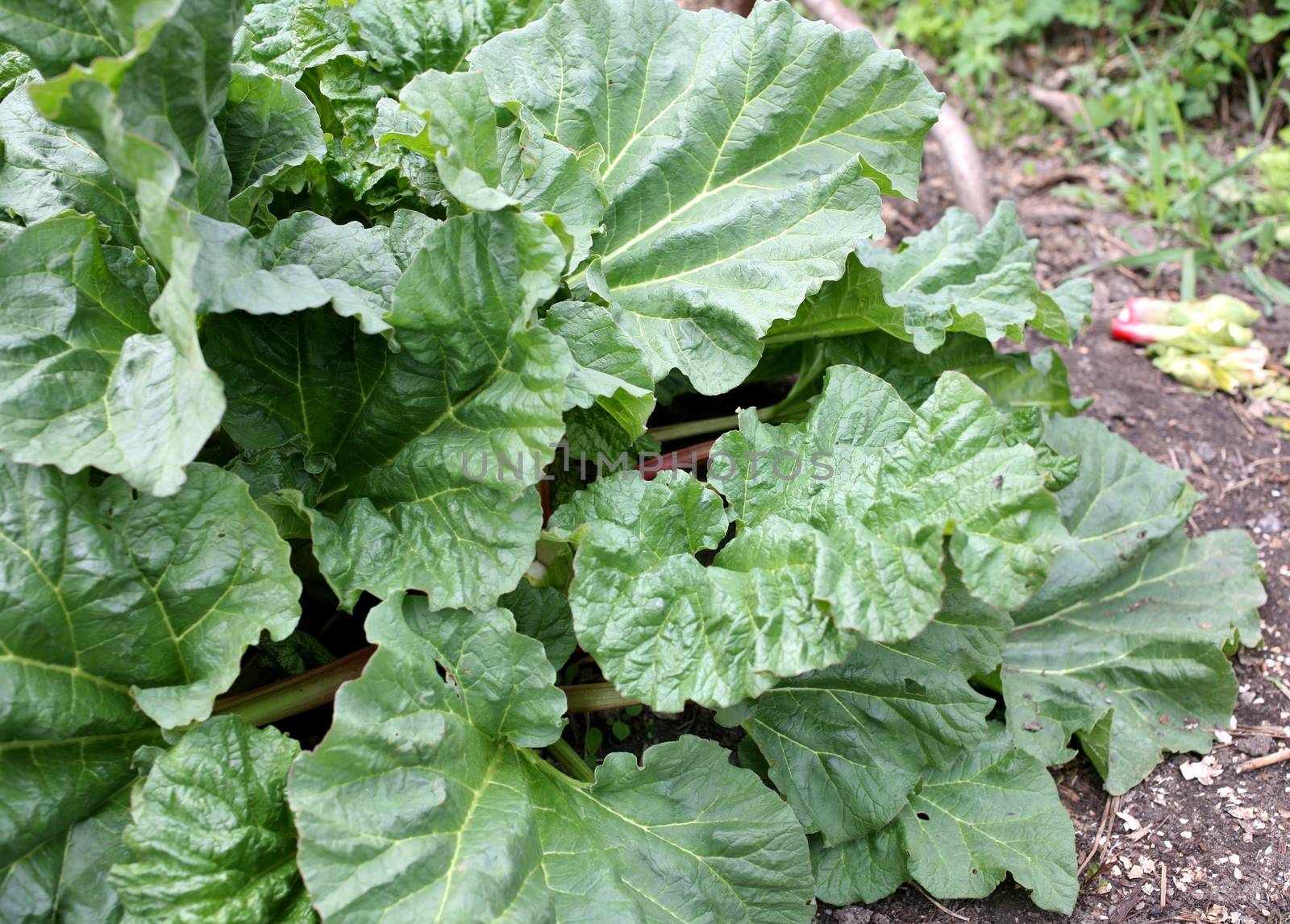 leaves young rhubarb in the garden in the spring
