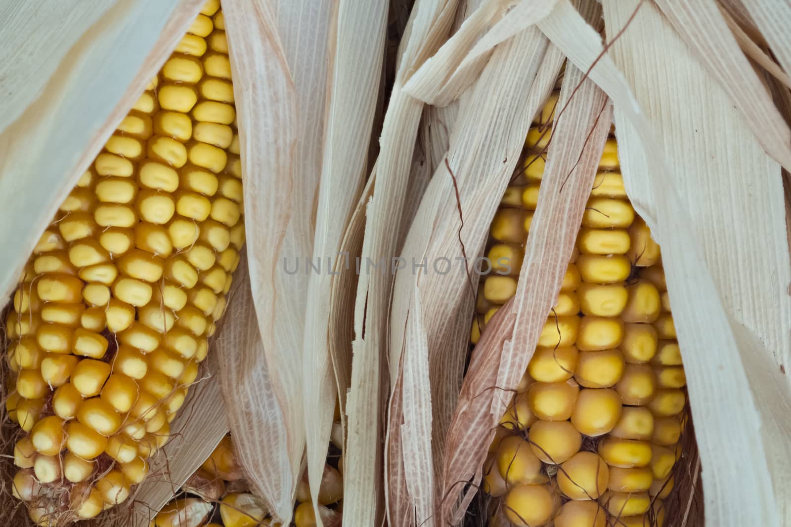 Two semi-purified cob of corn with grain, silk and dry leaves.