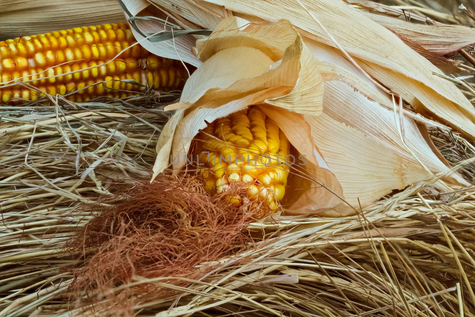 Corn on the cob with grains, stigmas and dry leaves lying on the hay. Close-up selective focus image