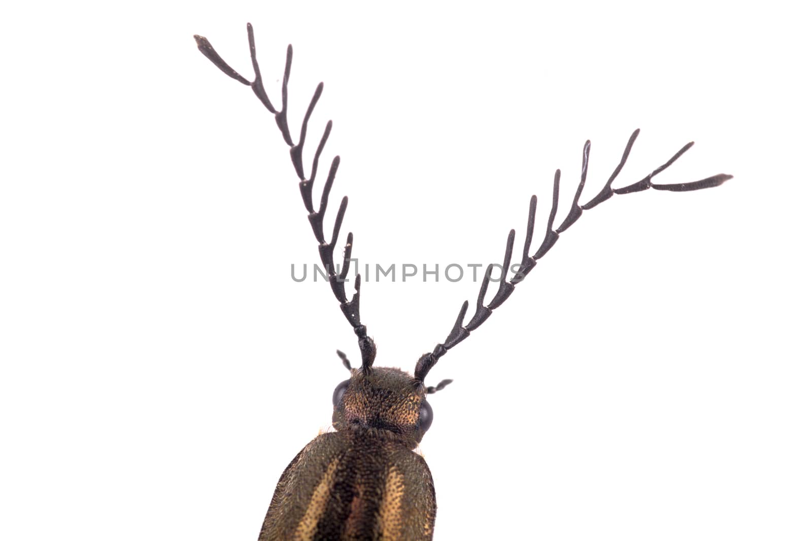 Detail head with antennae of brown beetle