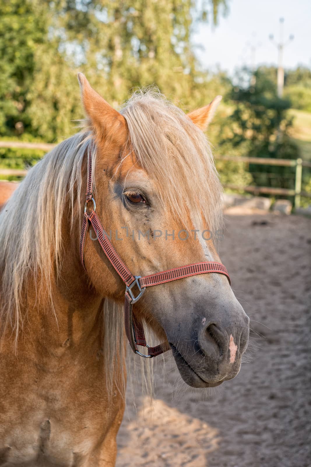 Portrait of head of brown horse with blurred background