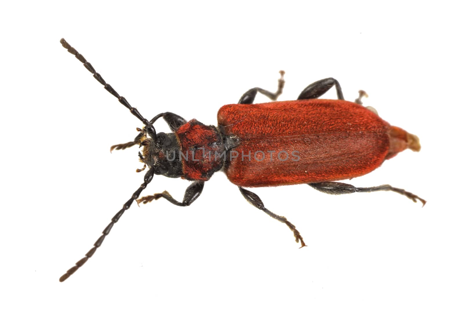 Rusty beetle isolated on a white background