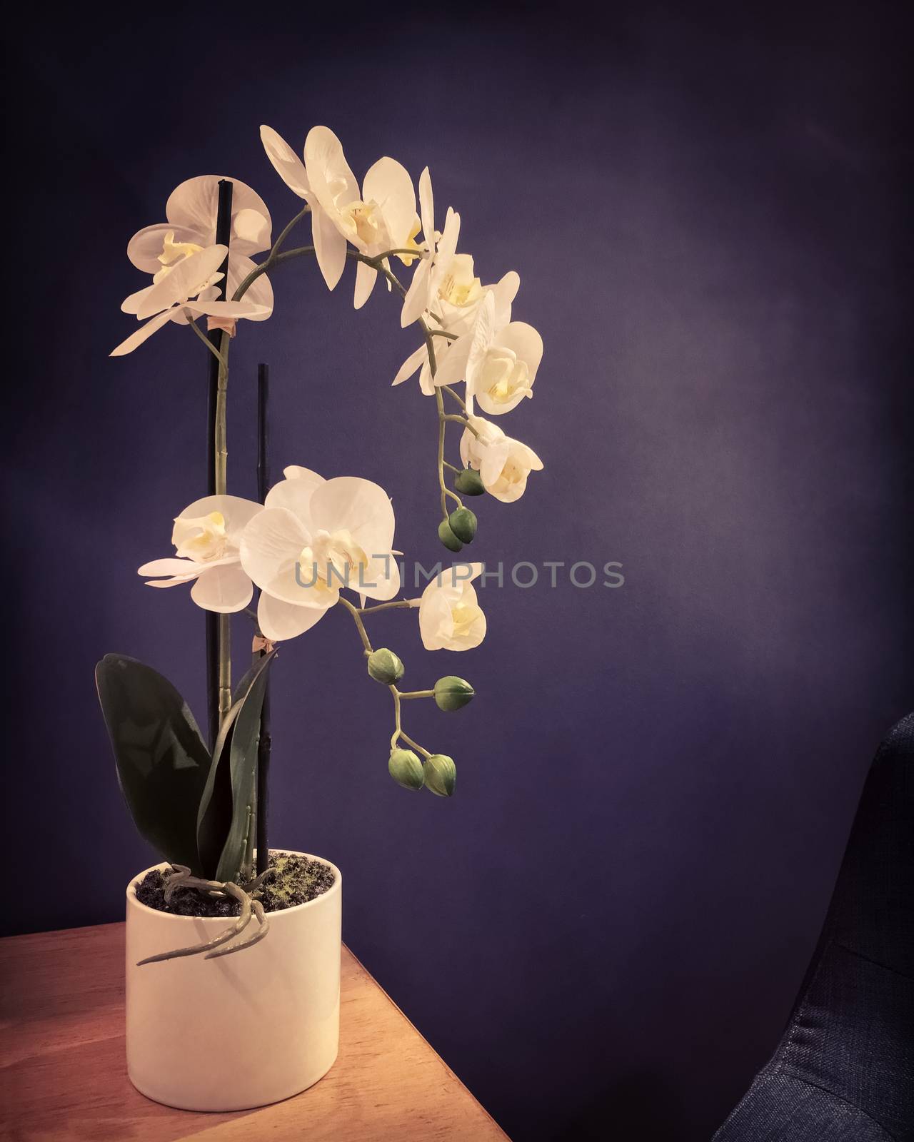 Dark interior with elegant white orchids by anikasalsera