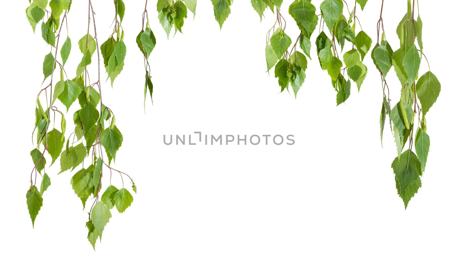 Background of the branches of the birch with young leaves and catkins hanging down left, right and top with empty central part on a light background
