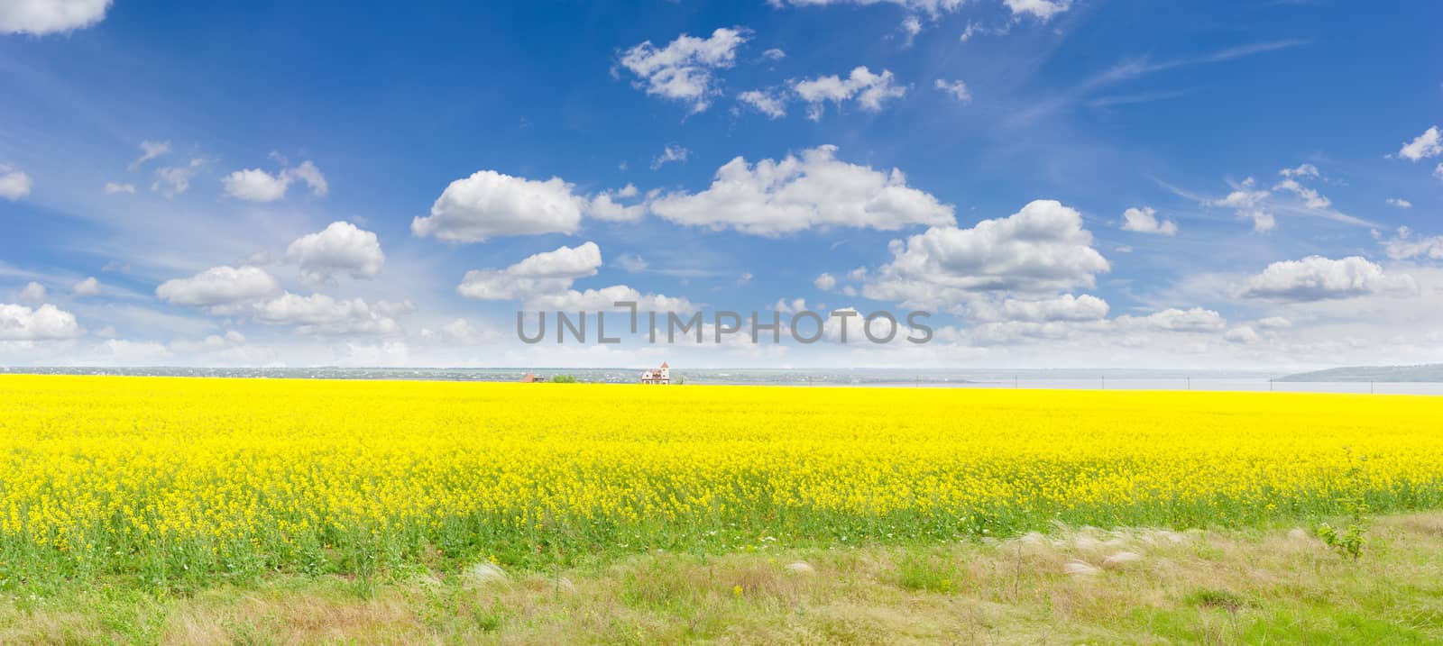 Panorama of the blooming rapeseed on the field against a background of the sky with clouds
