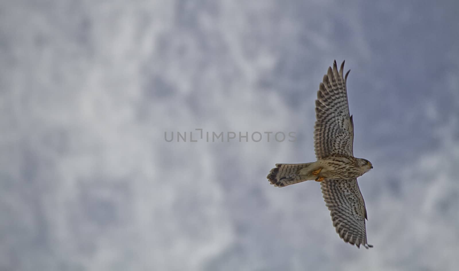 Common Kestrel, European Kestrel and sky