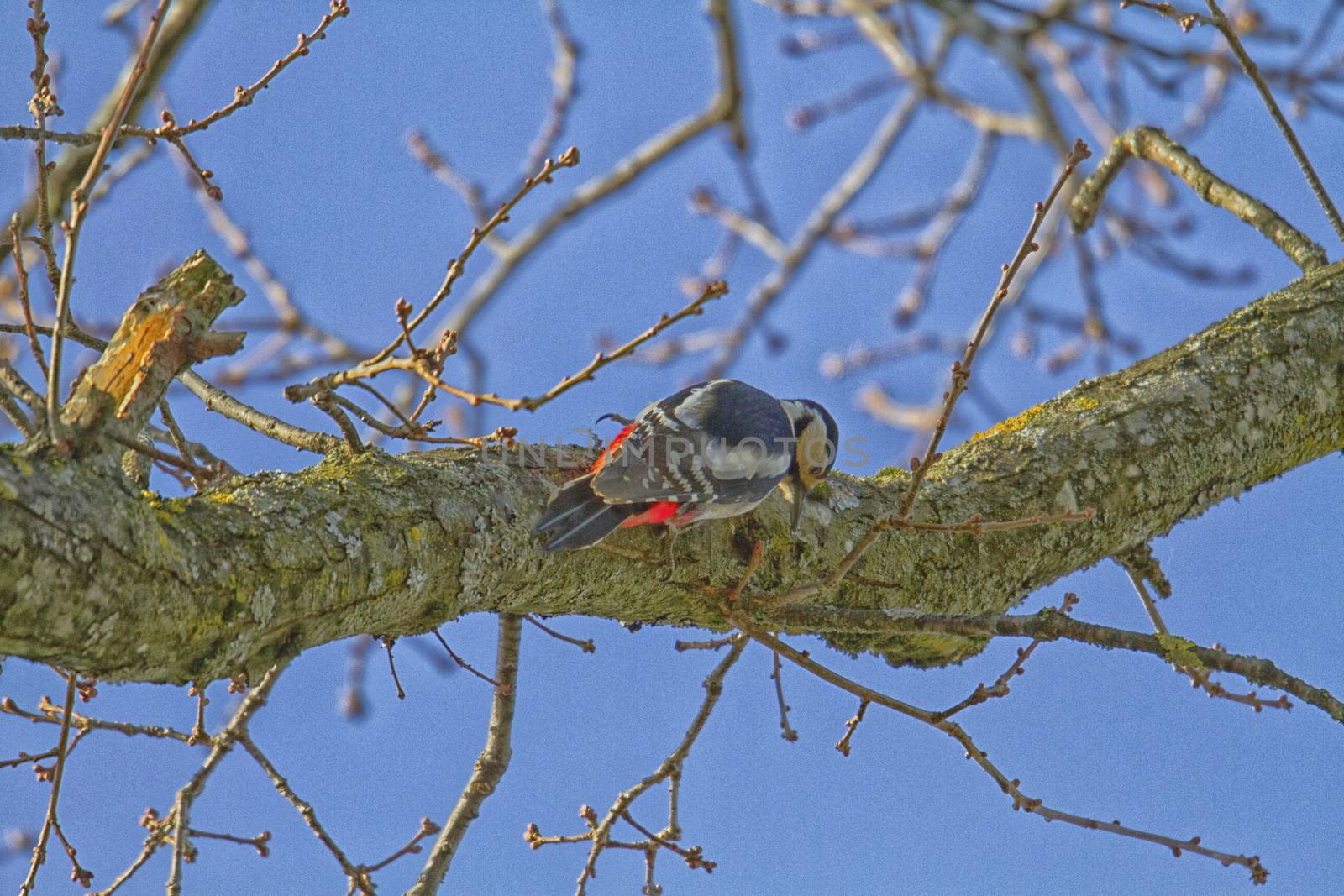 Great spotted woodpecker and tree by mariephotos