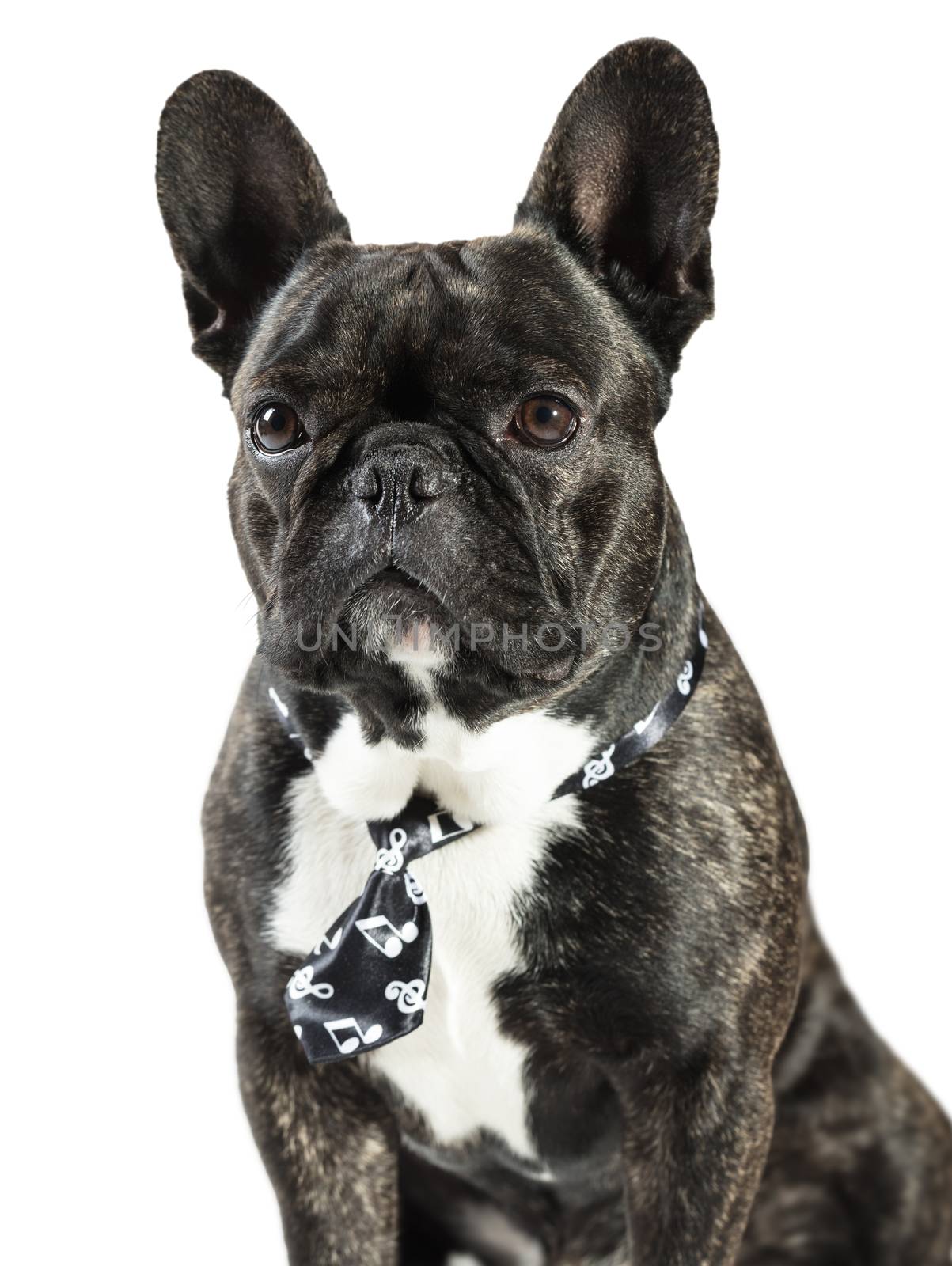 French Bulldog dog in tie on a white background