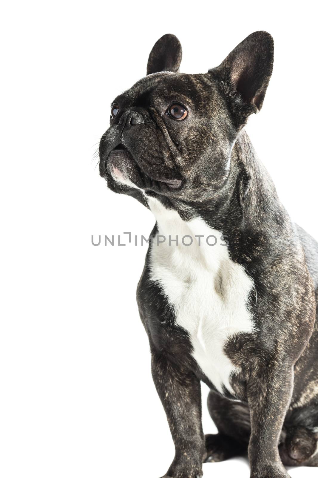 French Bulldog dog  by MegaArt