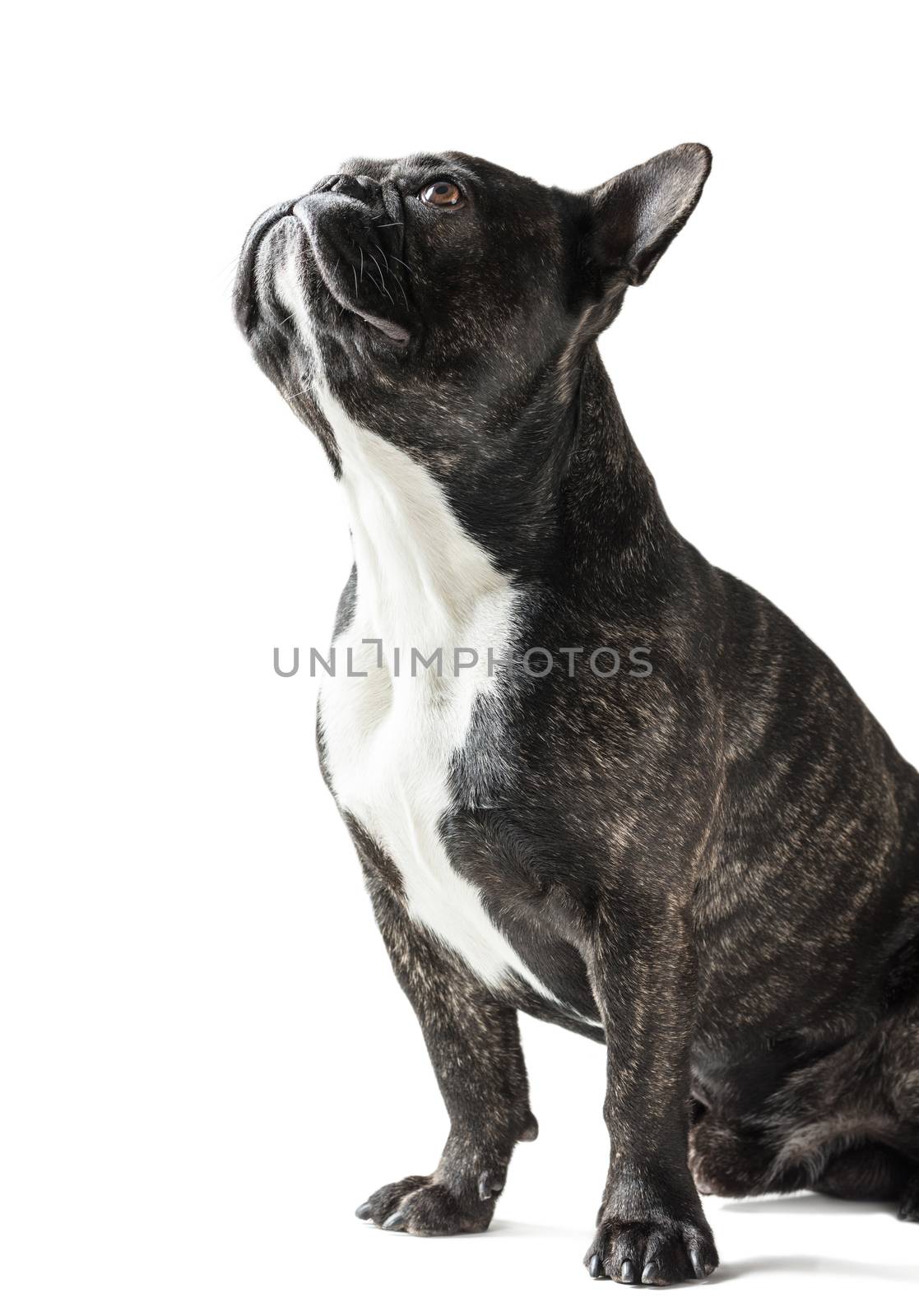 French Bulldog dog close-up on a white background