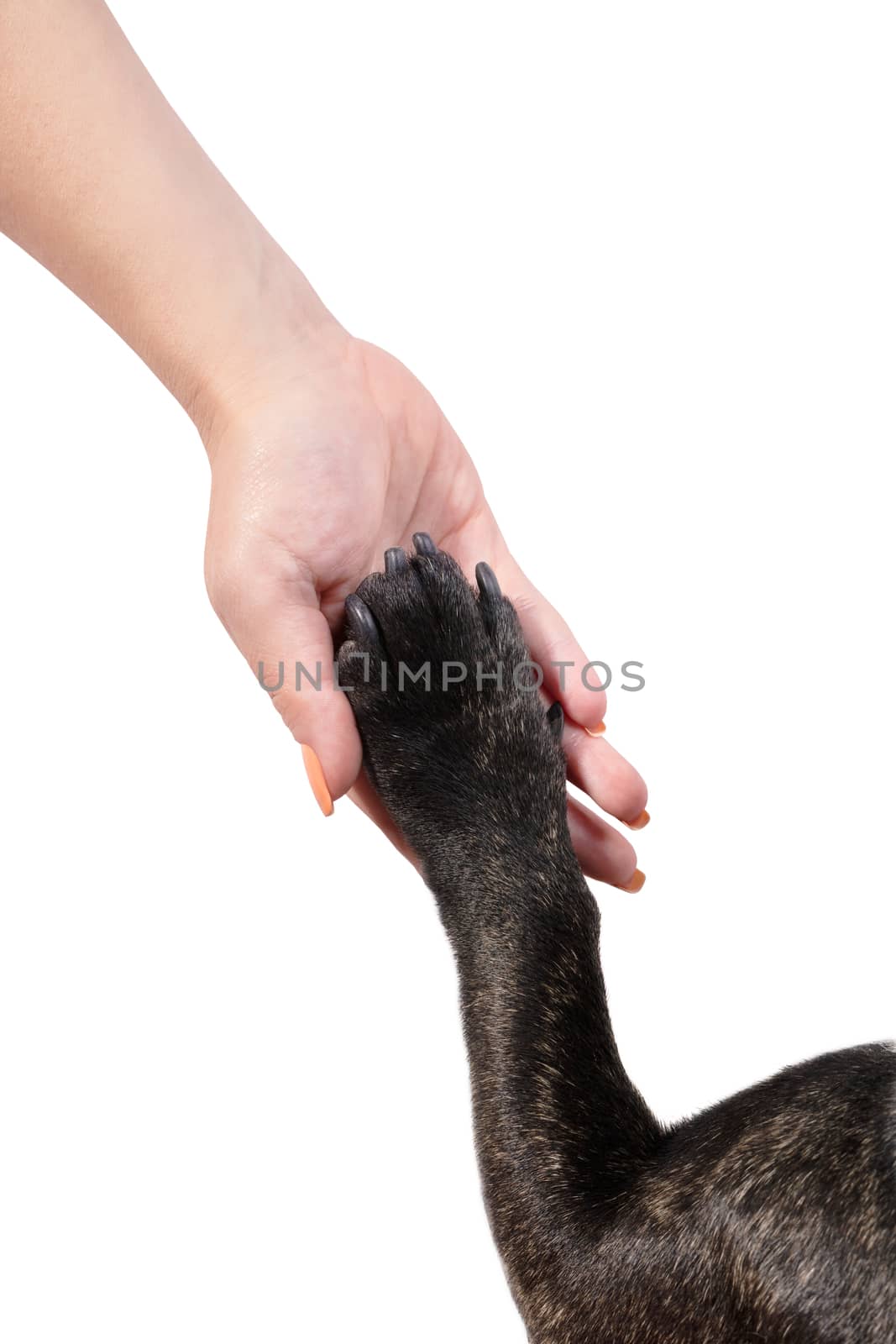 Paw of dog in female hand on white isolated background