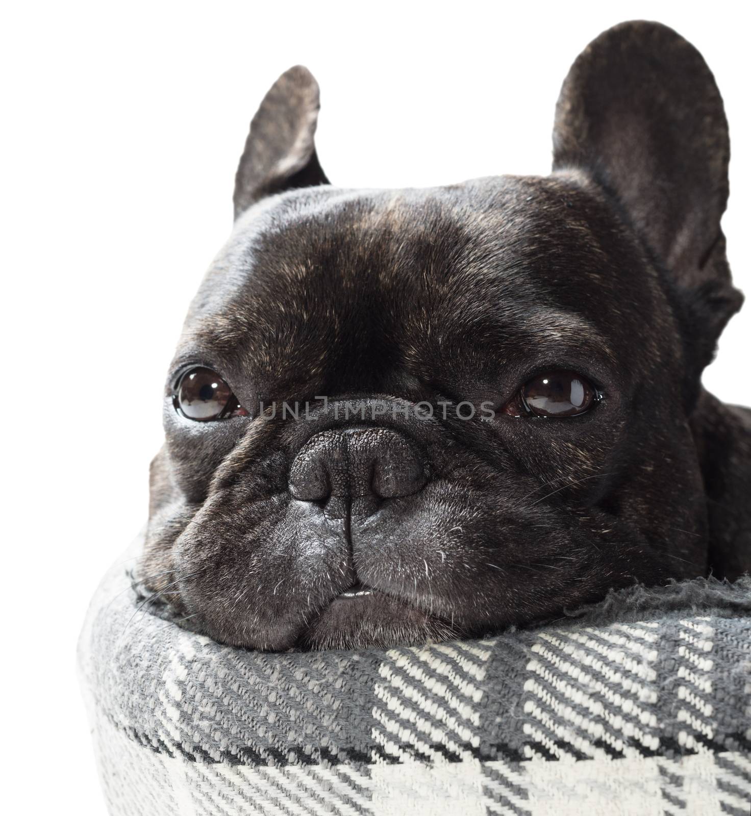 French bulldog lying in bed close-up by MegaArt