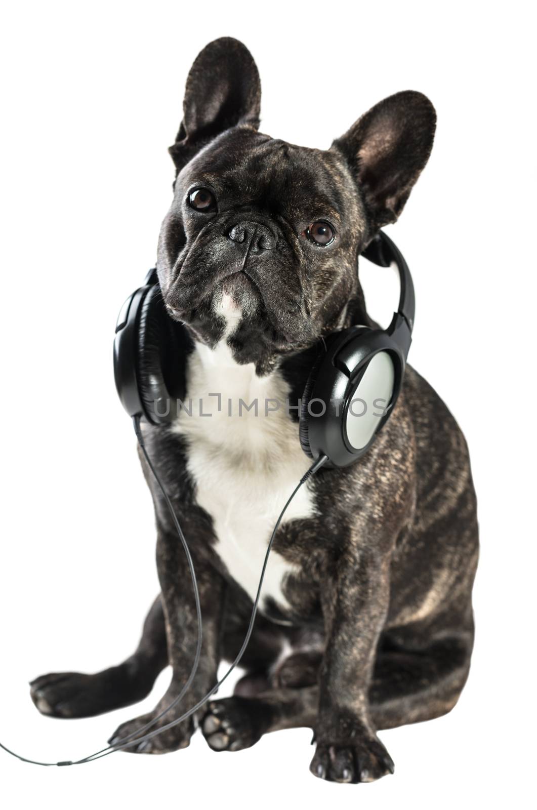 French bulldog in headphones  by MegaArt