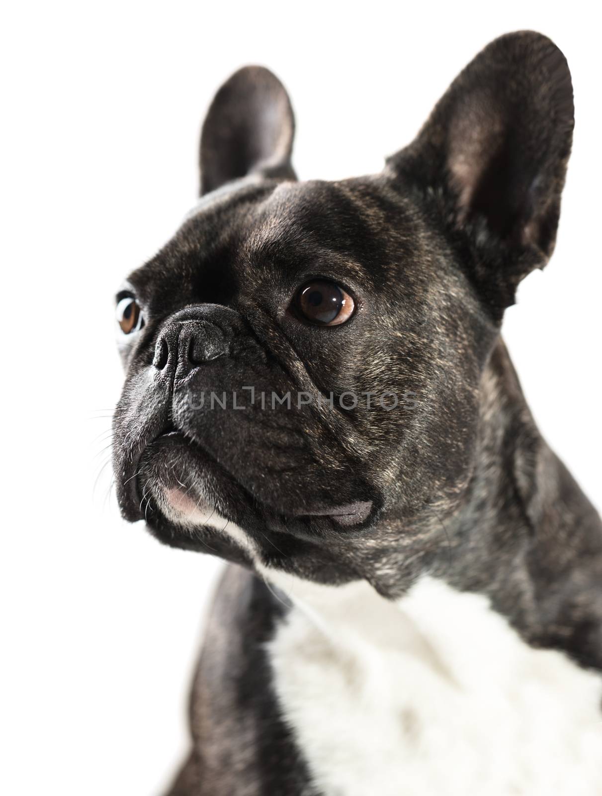 French Bulldog dog close-up by MegaArt