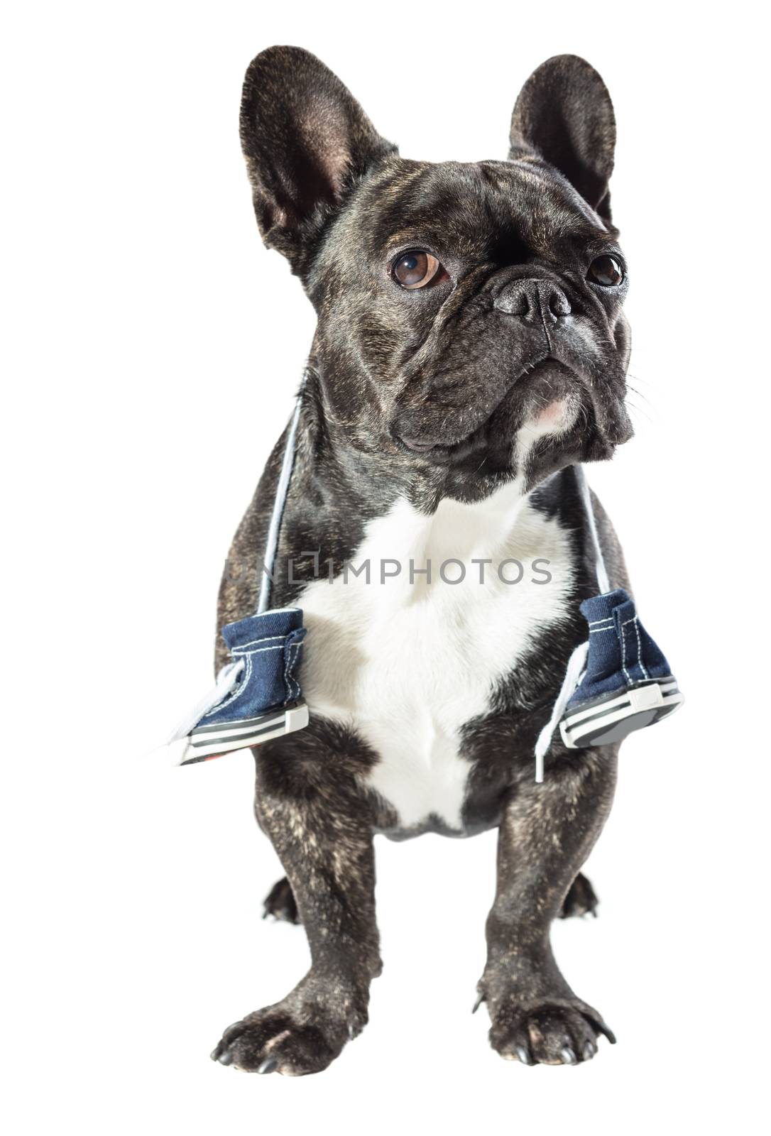 French bulldog with sneakers on the neck by MegaArt