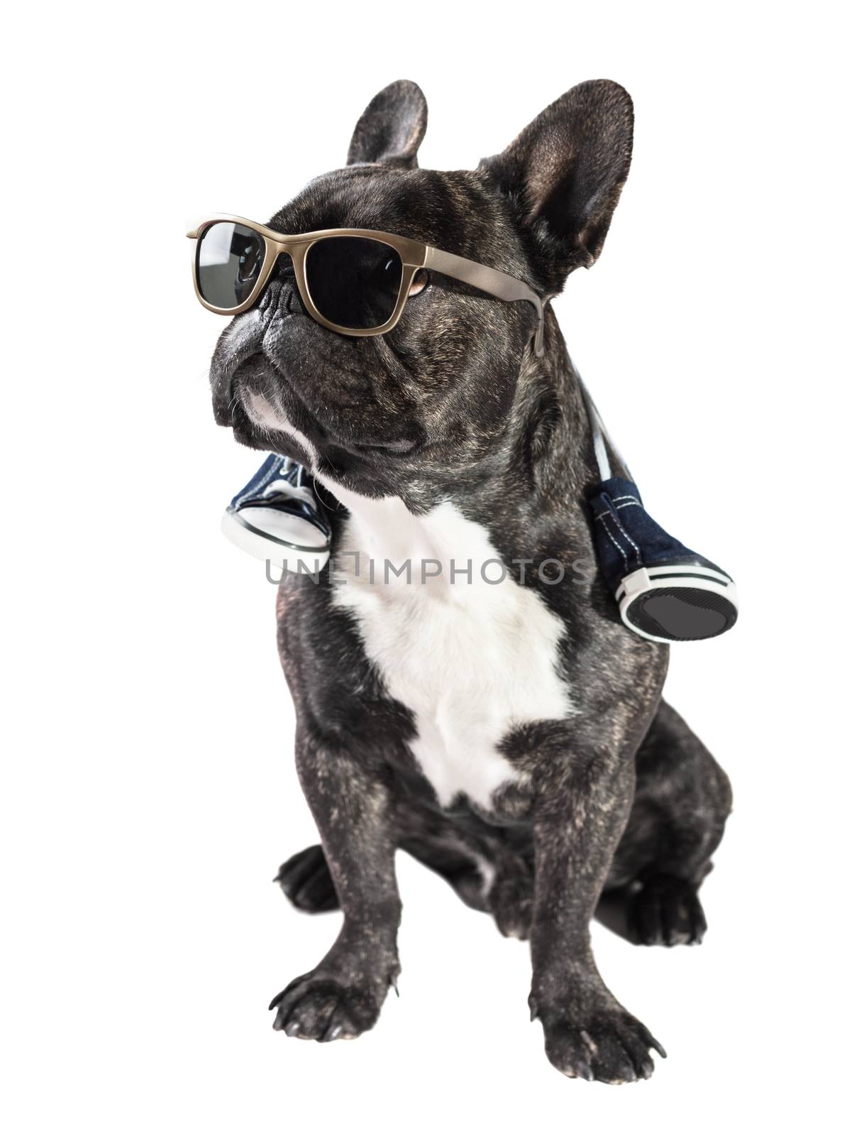 French bulldog in sunglasses and sneakers on the neck