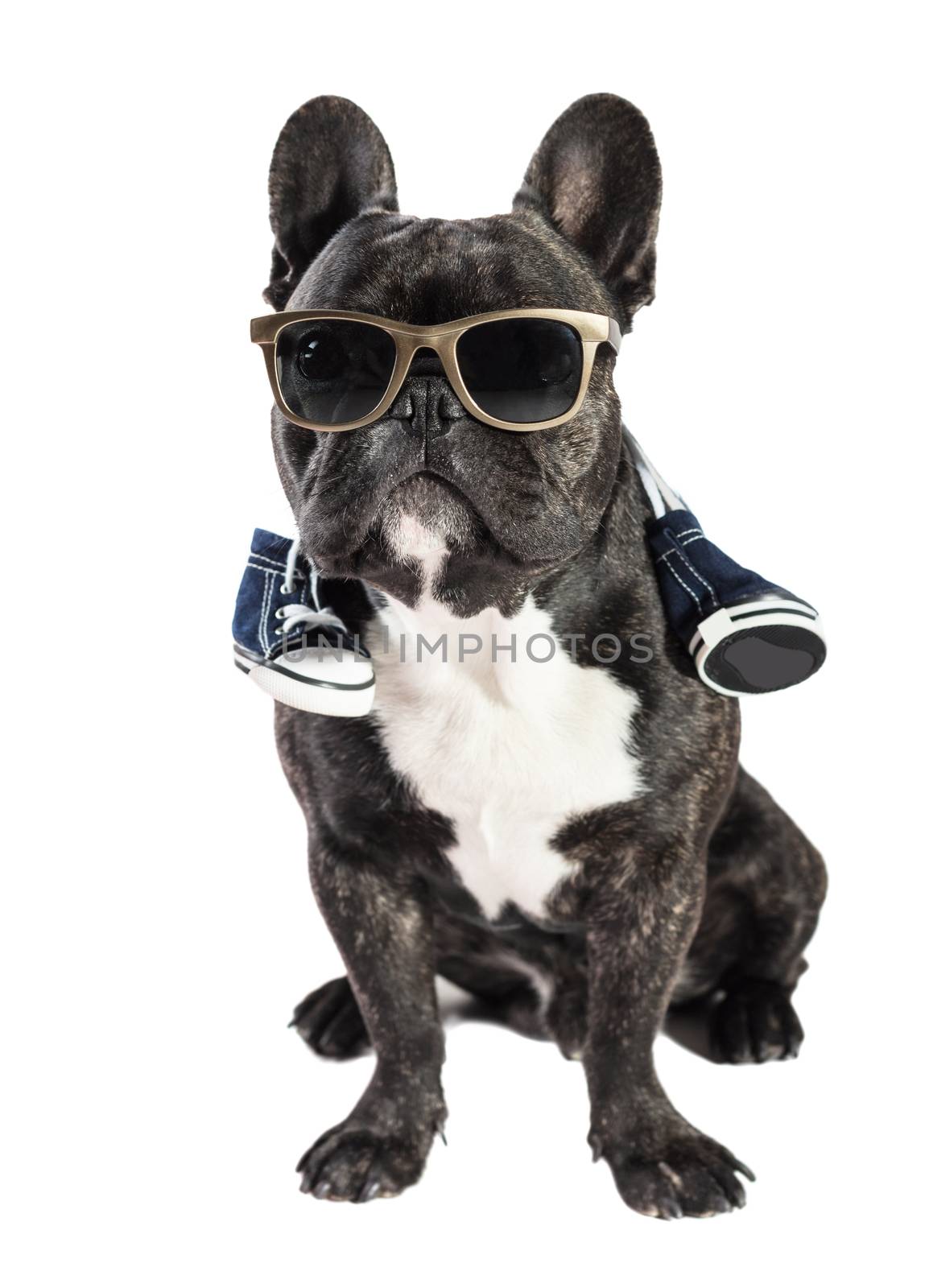 French bulldog in sunglasses and sneakers on the neck