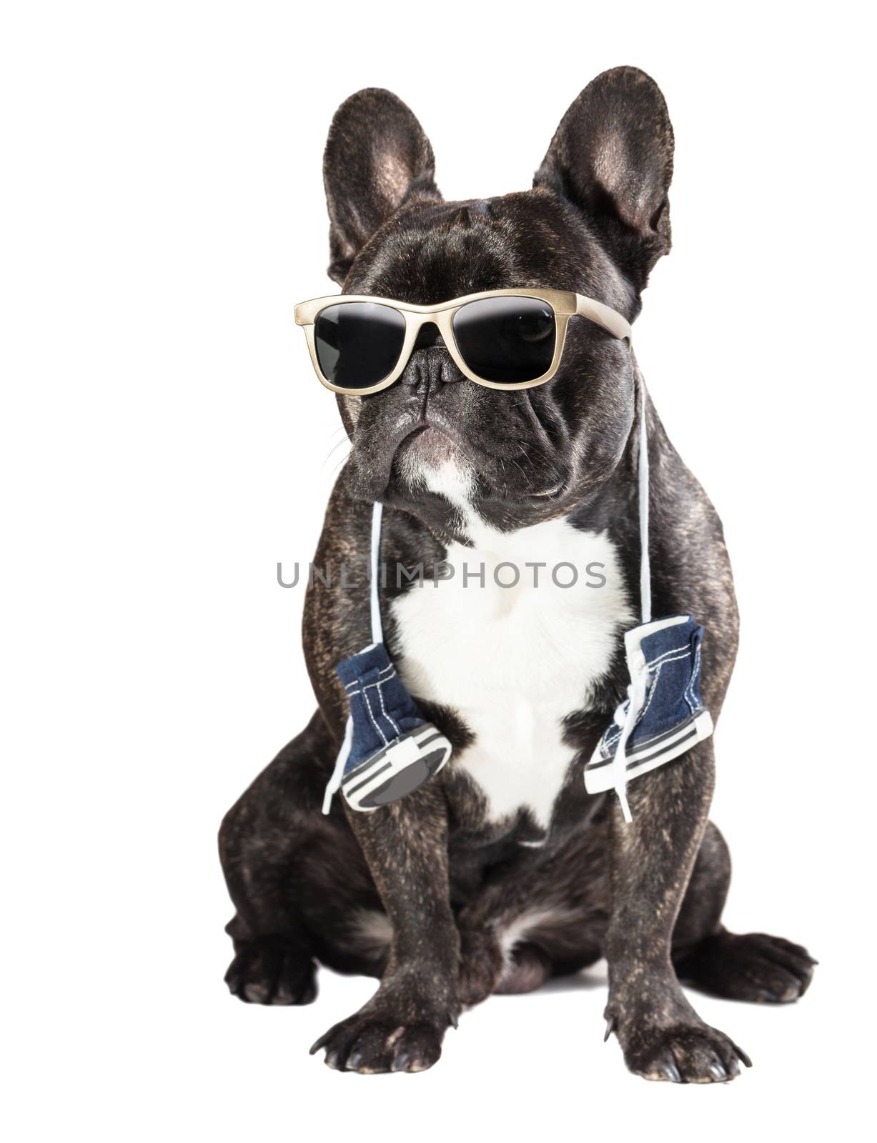 French bulldog in sunglasses and sneakers on the neck