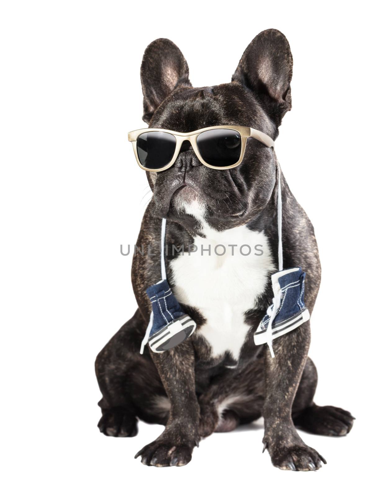 French bulldog in sunglasses  by MegaArt