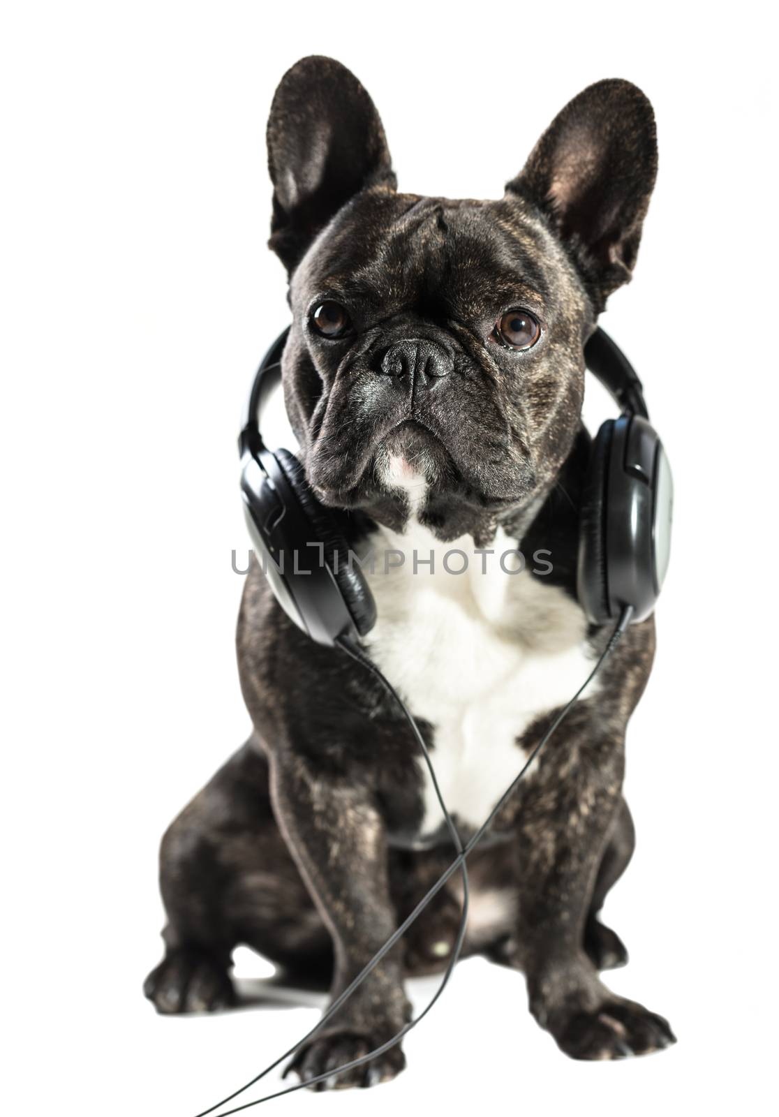 French bulldog in headphones on white isolated background