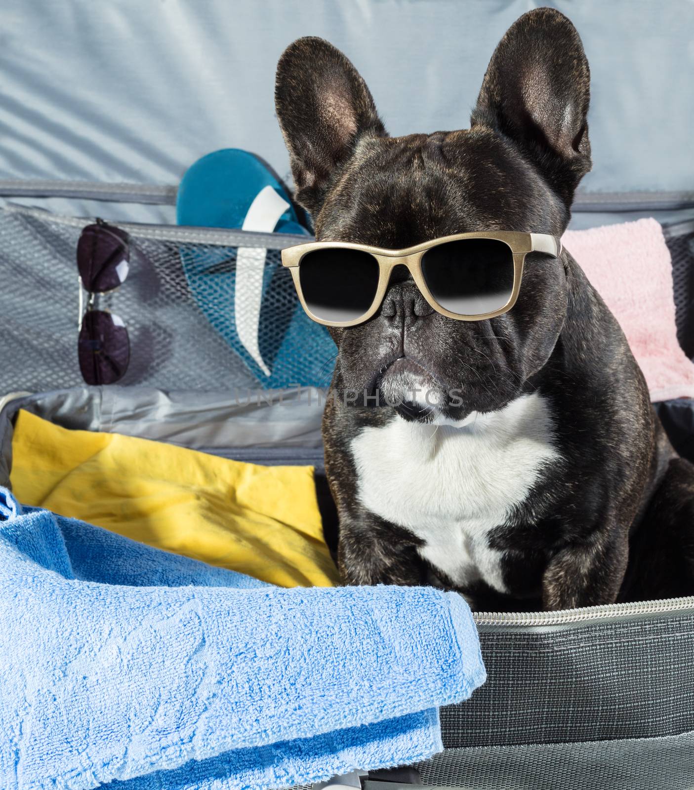 French bulldog with glasses sitting in a suitcase