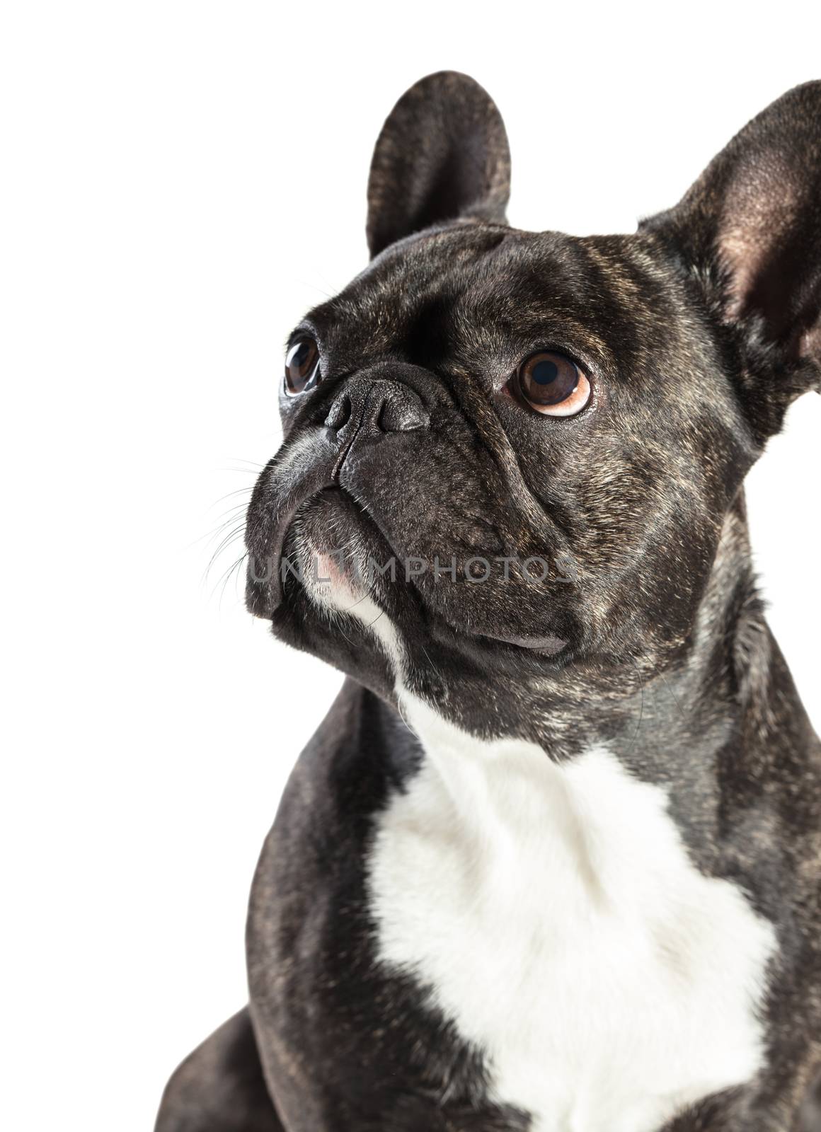 French Bulldog dog close-up on a white background