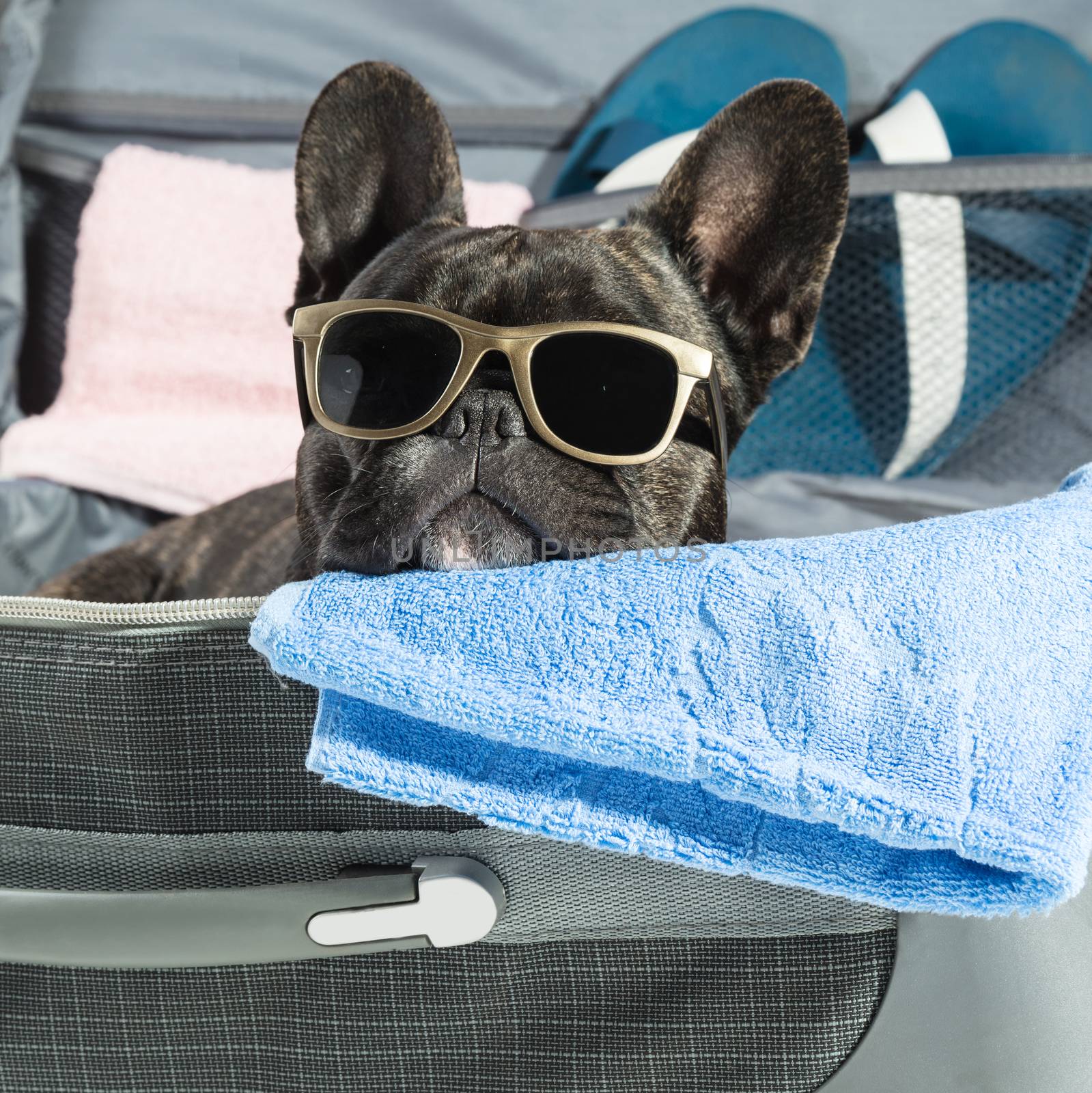 French bulldog with glasses lying in a suitcase close-up