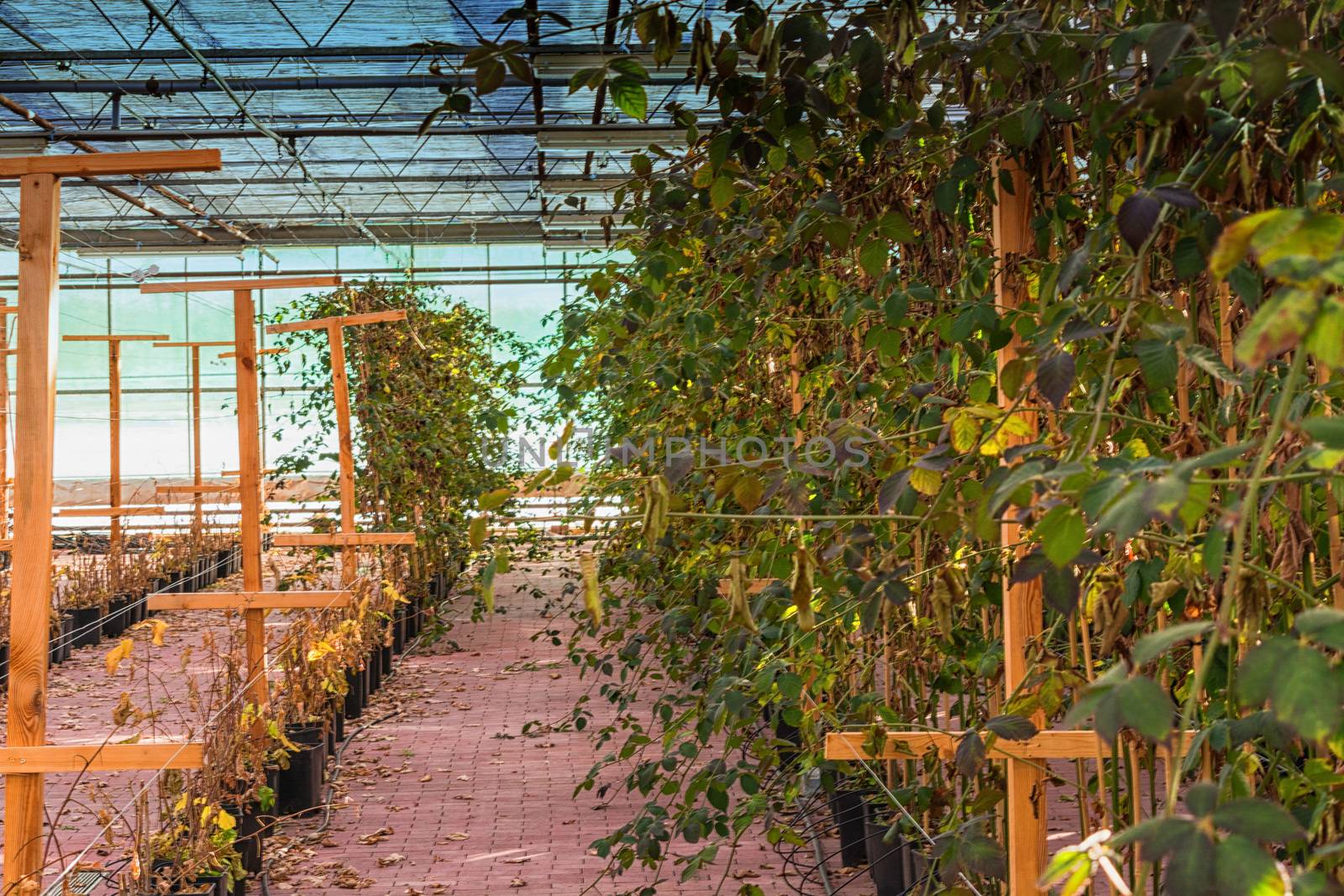 Greenhouse for cultivation and breeding of flowering plants and vegetables.