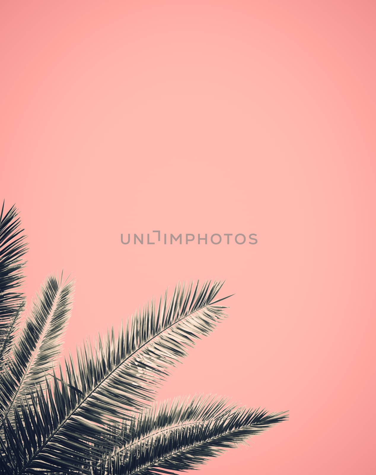 Abstract Palm Tree Leaf Design With A Pink Background And Copy Space